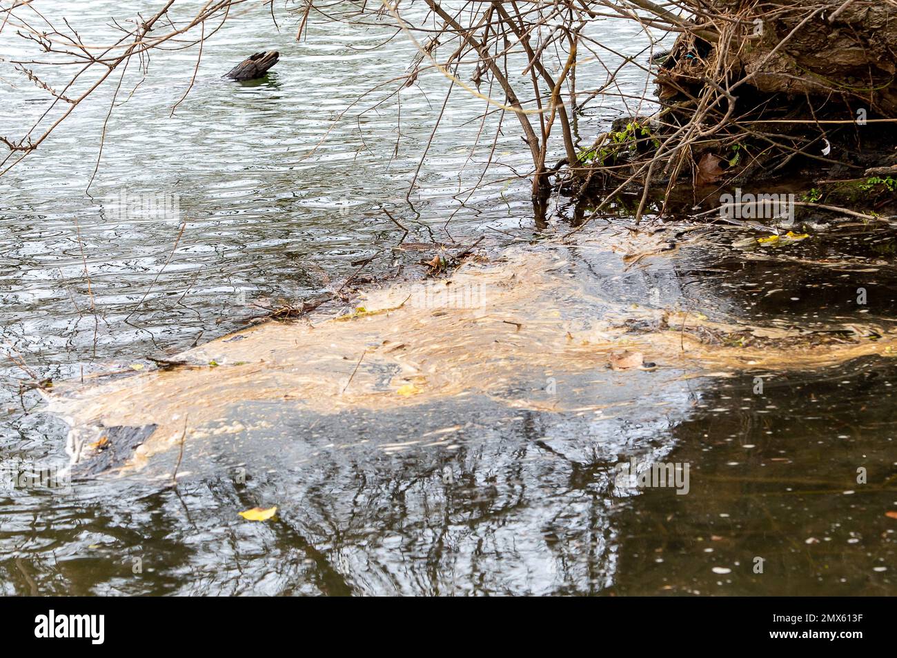 Datchet, Berkshire, Regno Unito. 2nd febbraio. 2023. Acque reflue sul Tamigi a Datchet nel Berkshire di nuovo. Durante la discussione sul nuovo piano di miglioramento ambientale previsto, il Segretario per l'ambiente Therese Coffey ha dichiarato di aver assolutamente "dato a s**t" in materia di acque reflue. Molti ambientalisti restano tuttavia molto frustrati, poiché le compagnie idriche continueranno a scaricare le acque reflue nei fiumi e nei nostri mari fino al 2050. Credit: Maureen McLean/Alamy Live News Foto Stock