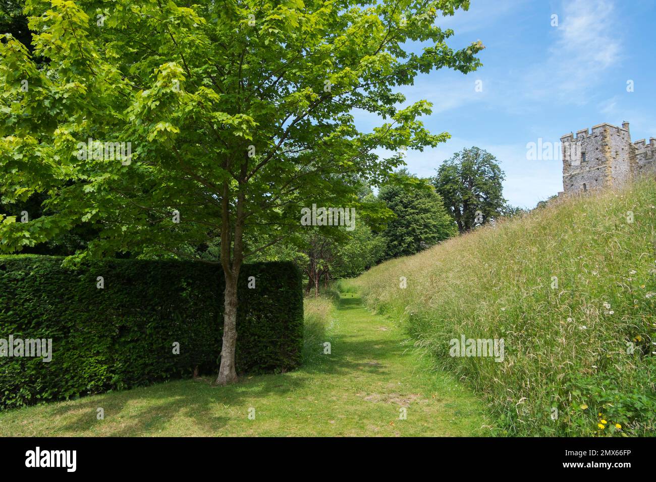 Un albero di arachesi e una siepe di tasso accanto ad un sentiero che attraversa la lunga erba e il ripido pendio di erbe selvatiche che conduce al Castello di Arundel, Sussex occidentale Foto Stock