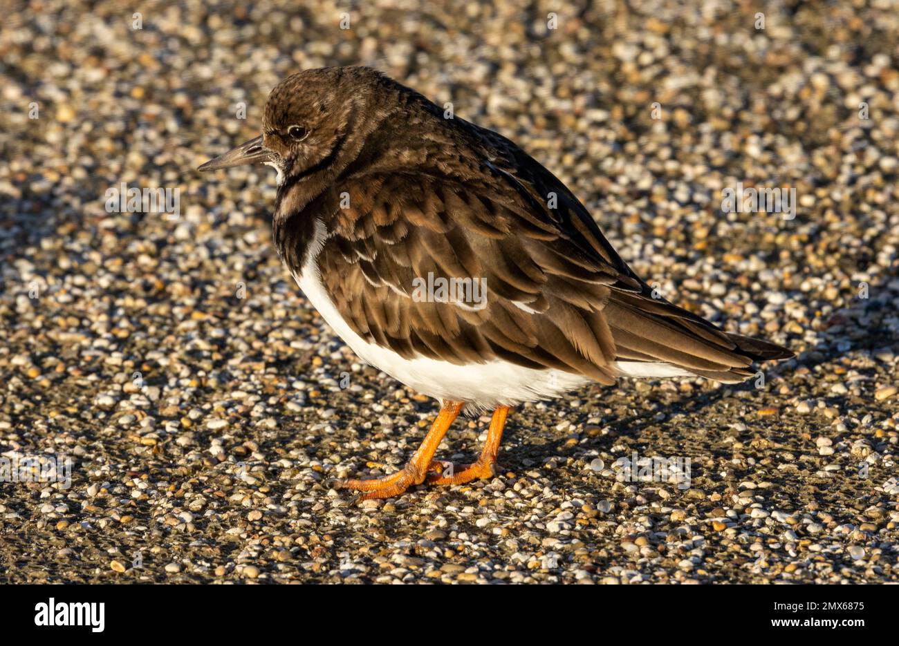 La Petite Turnstone arriva nel Regno Unito lungo le coste rocciose fino all'inverno. Si riproducono nell'Artico e cercheranno rifugio nei porti durante le tempeste Foto Stock
