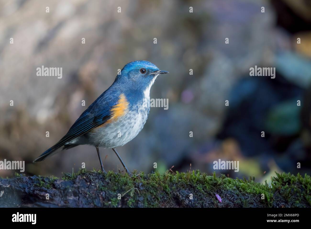 L'Himalayan Bluetail Foto Stock