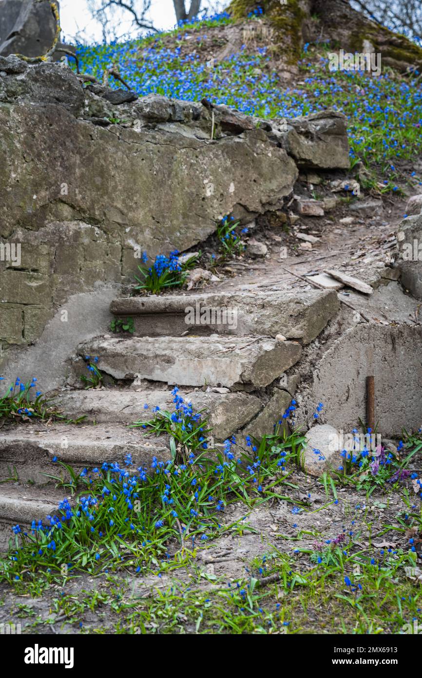 Scala in pietra al cimitero Bernardino di Vilnius tra le foreste fiorite Foto Stock