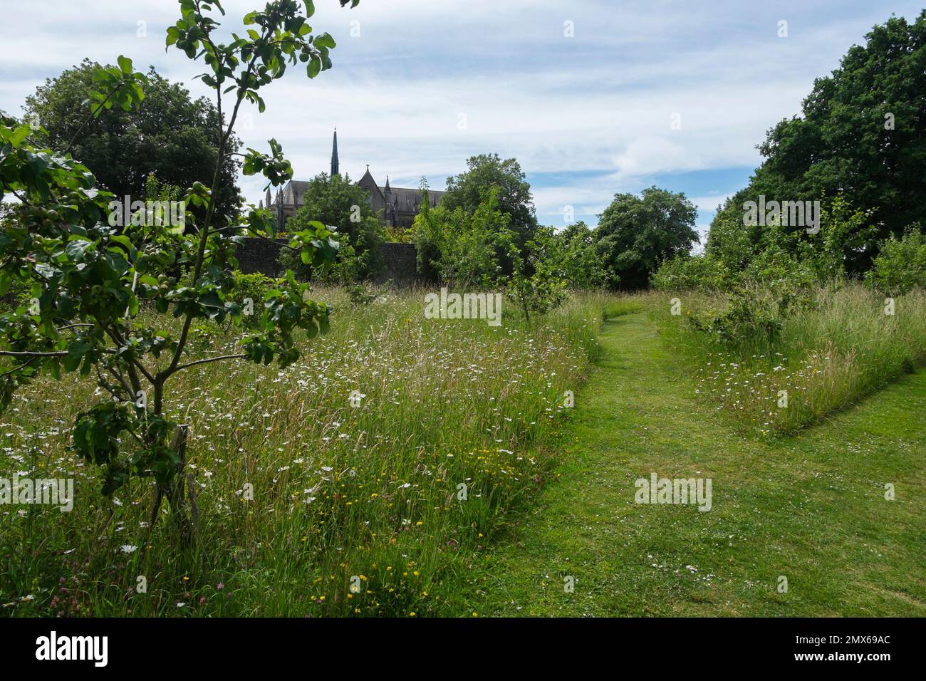 L'erba è stata lasciata crescere a lungo e selvaggio con sentieri tagliati attraverso di essa in alcune aree dei terreni intorno al castello di Arundel, Sussex occidentale, Regno Unito Foto Stock