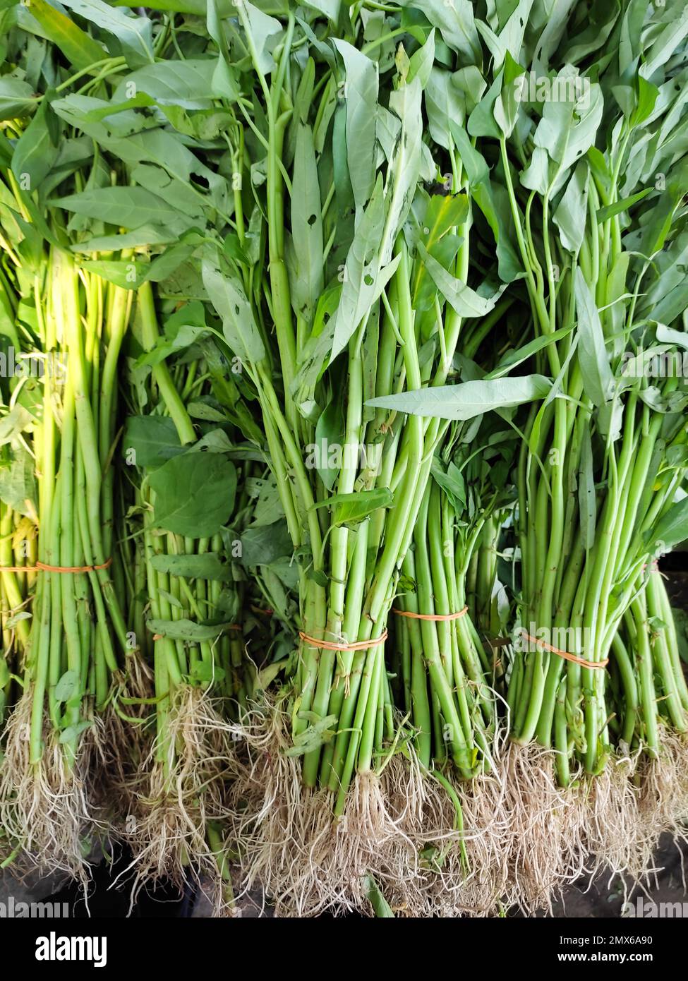 Verdura, Pile d'acqua Spinaci o Ipomoea Aquatica Vendita al mercato fresco. Foto Stock