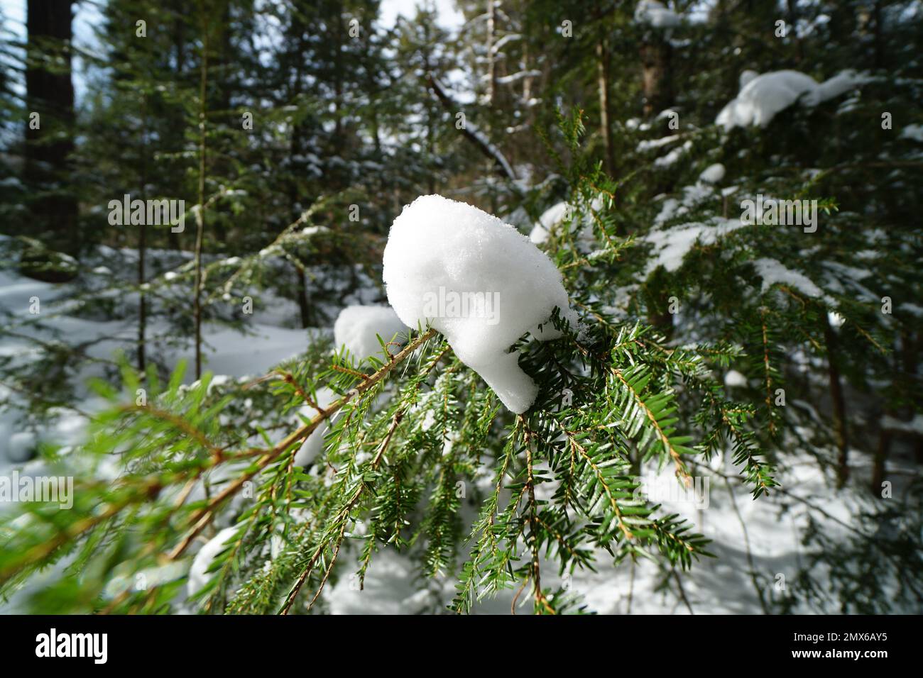La nieve de Algonquin Foto Stock