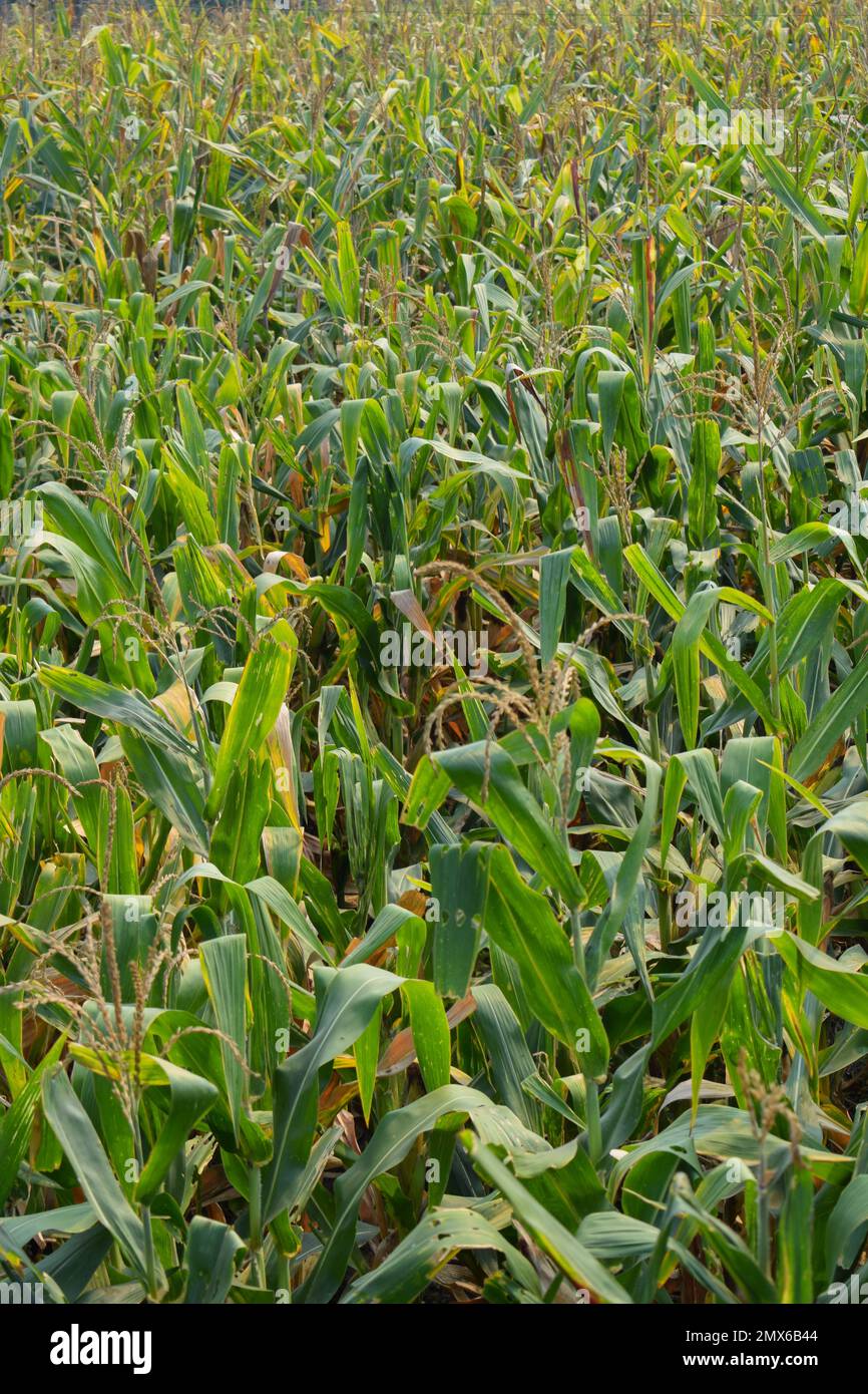 Germogli verdi freschi di mais sul campo. Germogli giovani di semi di mais verde crescente in campo agricolo. Foto Stock