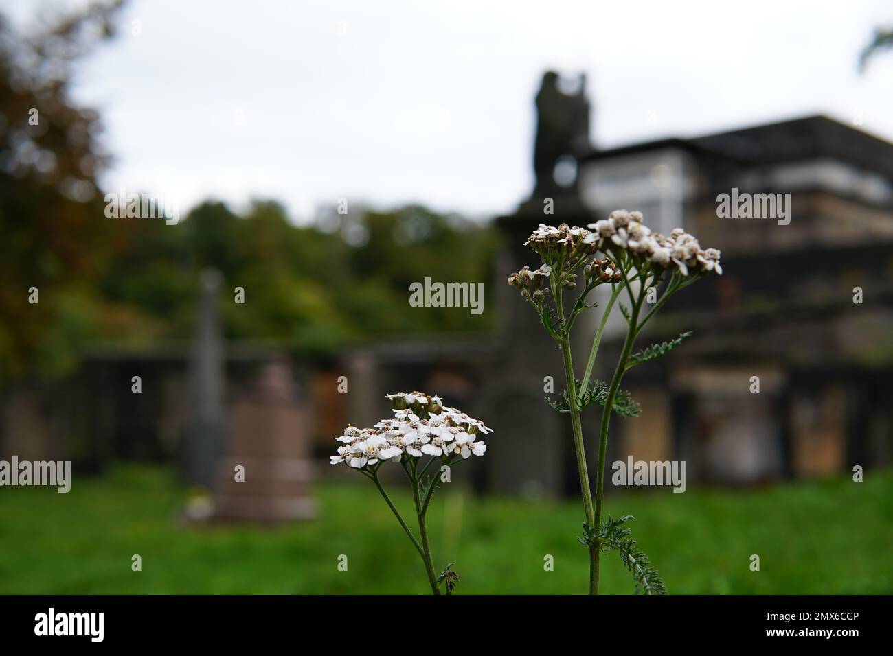 Flor del pueblo Foto Stock