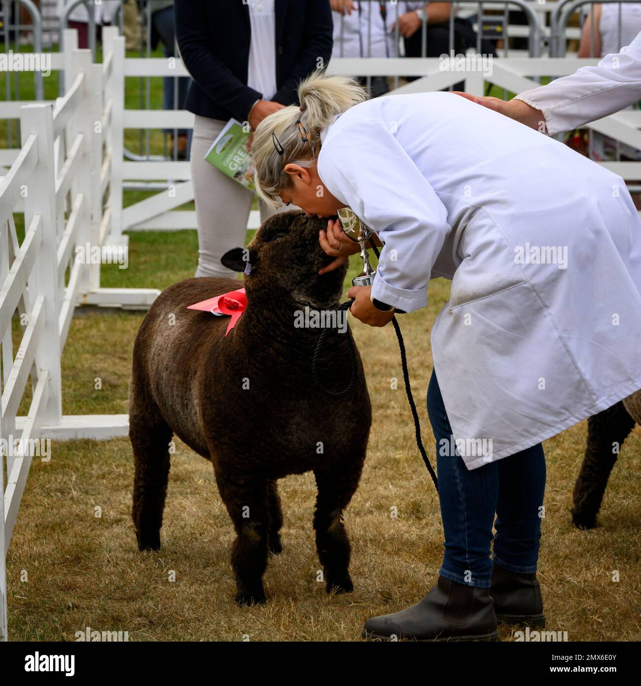 Pecora Ryeland vincitrice di premi (premio coppa d'argento, rosetta rossa, baciata dal proprietario) - Great Yorkshire Showground, Harrogate, Inghilterra UK. Foto Stock