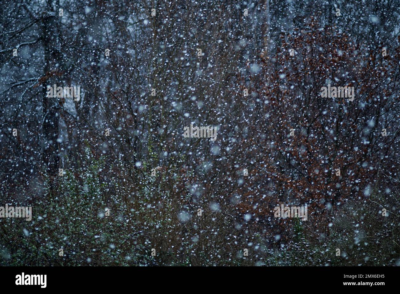 Neve flurry con fiocchi di neve caduta allover e uno sfondo di alberi e cespugli di colori verde e marrone Foto Stock