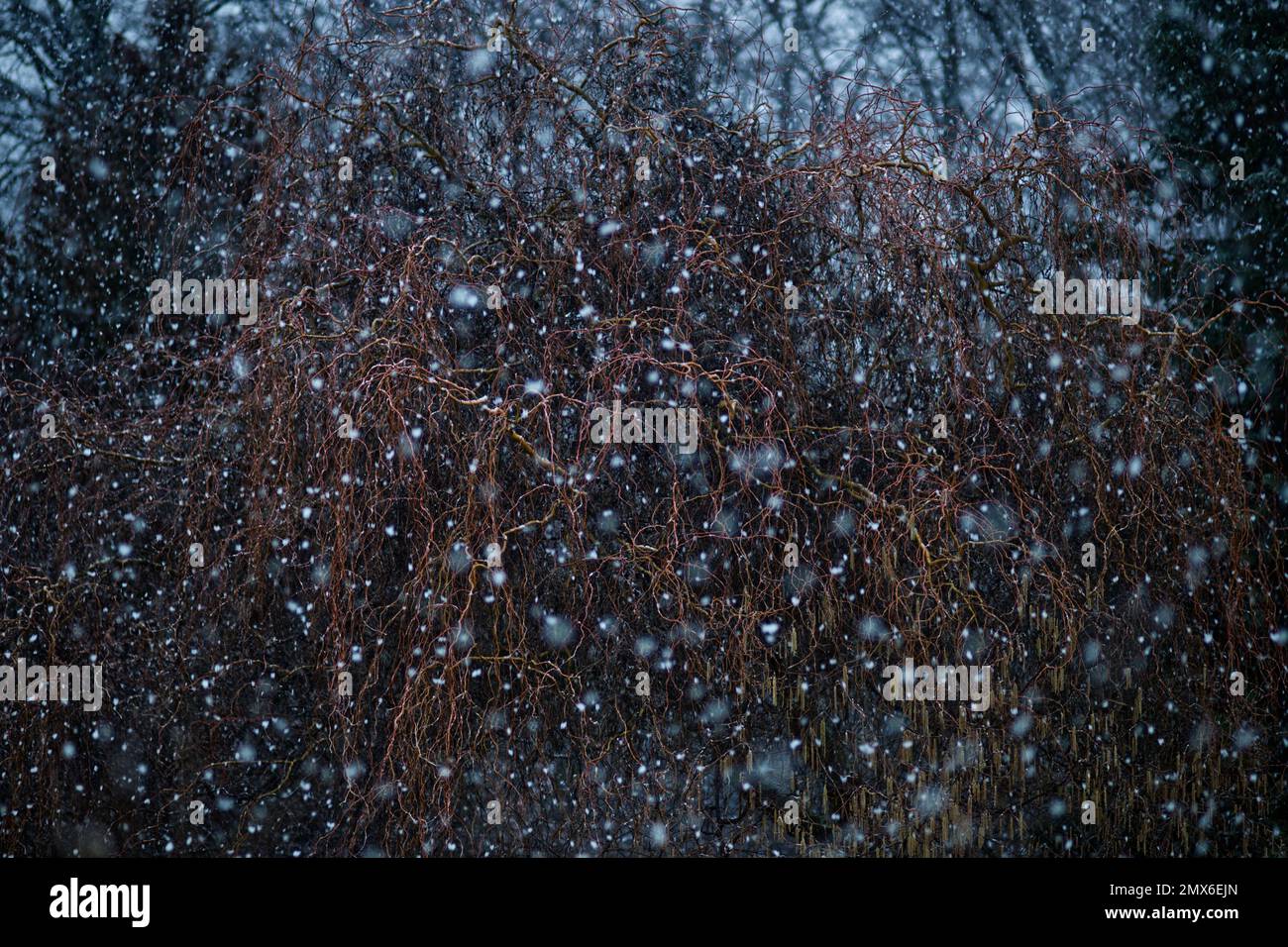 Neve flurry con caduta di fiocchi di neve allover e uno sfondo di un salice marrone e un cespuglio di nocciole fiorito nel mese di gennaio Foto Stock