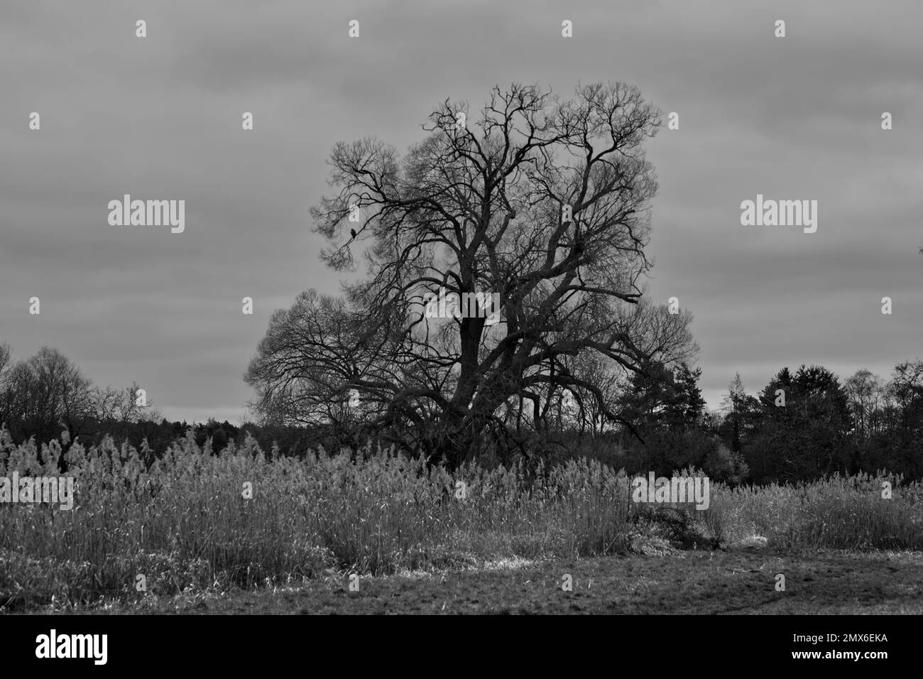 Scenario arido con la silhouette di un grande albero senza foglie con un solo uccello di preda seduto su un ramo e qualche canna e pascolo (bianco e nero) Foto Stock