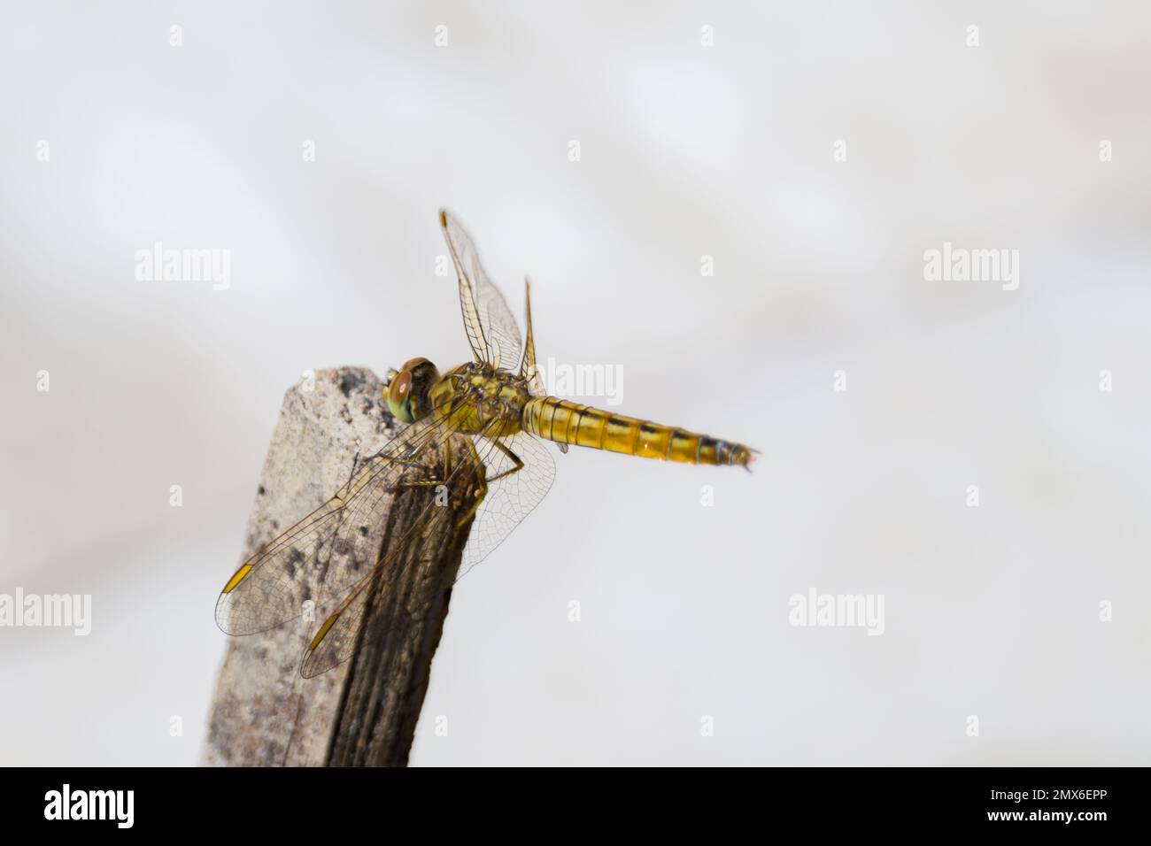 libellula gialla comune seduta su un bastone. foto macro scattata su sfondo bianco. Foto Stock