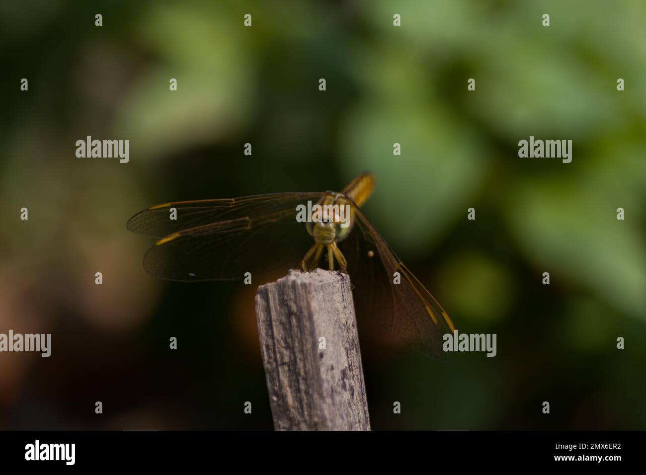 libellula gialla comune seduta su un bastone. Foto Stock