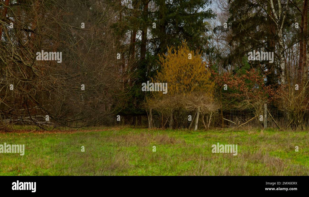 Un albero di nocciolo (Corylus avellana) in fiore davanti al bordo della foresta in un paesaggio rurale Foto Stock