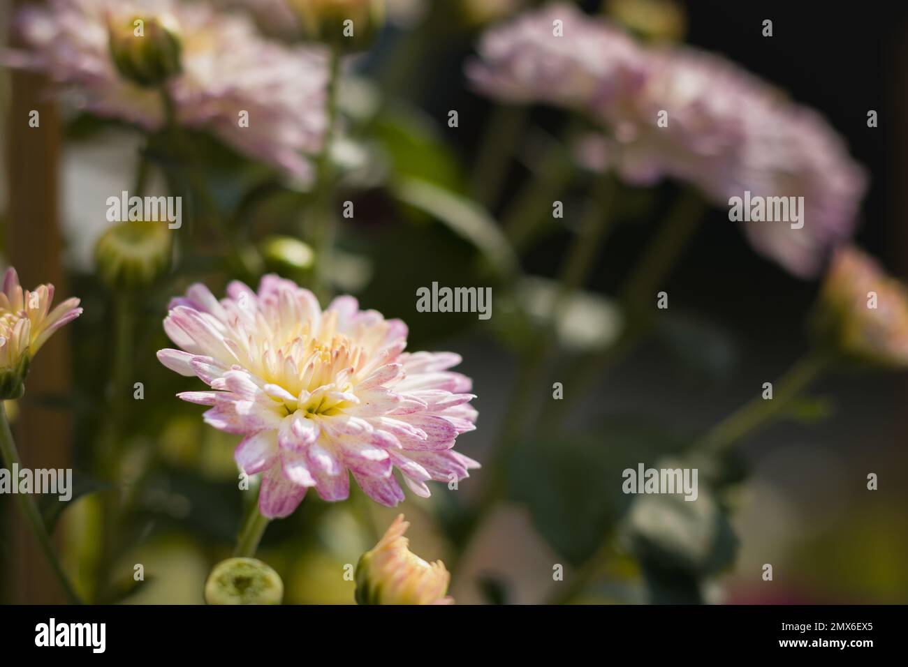 Splendidi fiori di Chrysanthemum bianchi e rosa fioriscono nel giardino. foto scattata durante il giorno con sfondo dello spazio di copia. Foto Stock