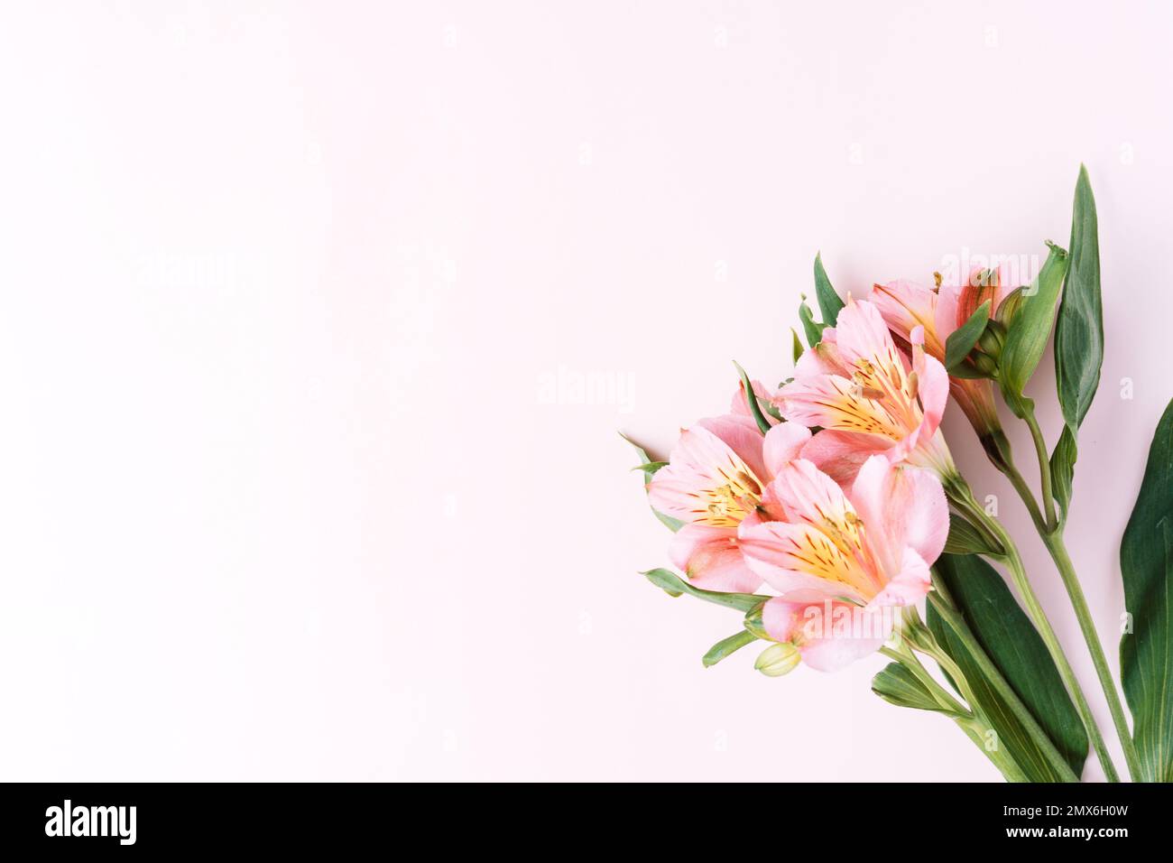 Alstroemeria fiorisce su sfondo rosa Foto Stock