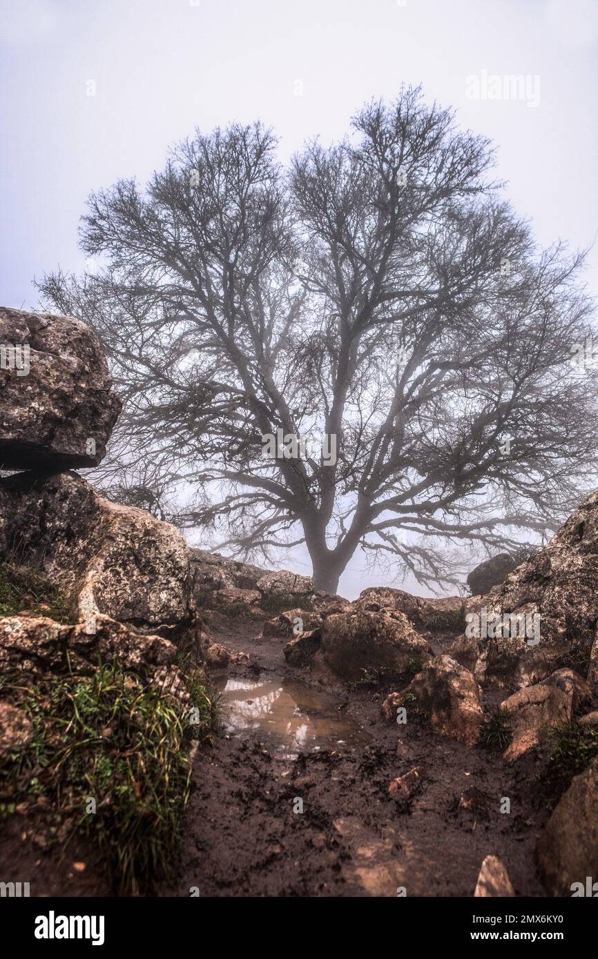 Acero nella nebbia tra le formazioni rocciose di Torcal De Antequera, Malaga, Spagna. Foto Stock