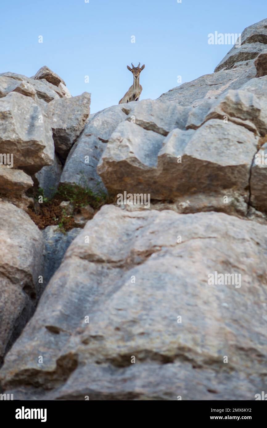 Capra selvatica sulle rocce De La Sierra del Torcal de Antequera Parco Nazionale, Malaga, Spagna. Foto Stock