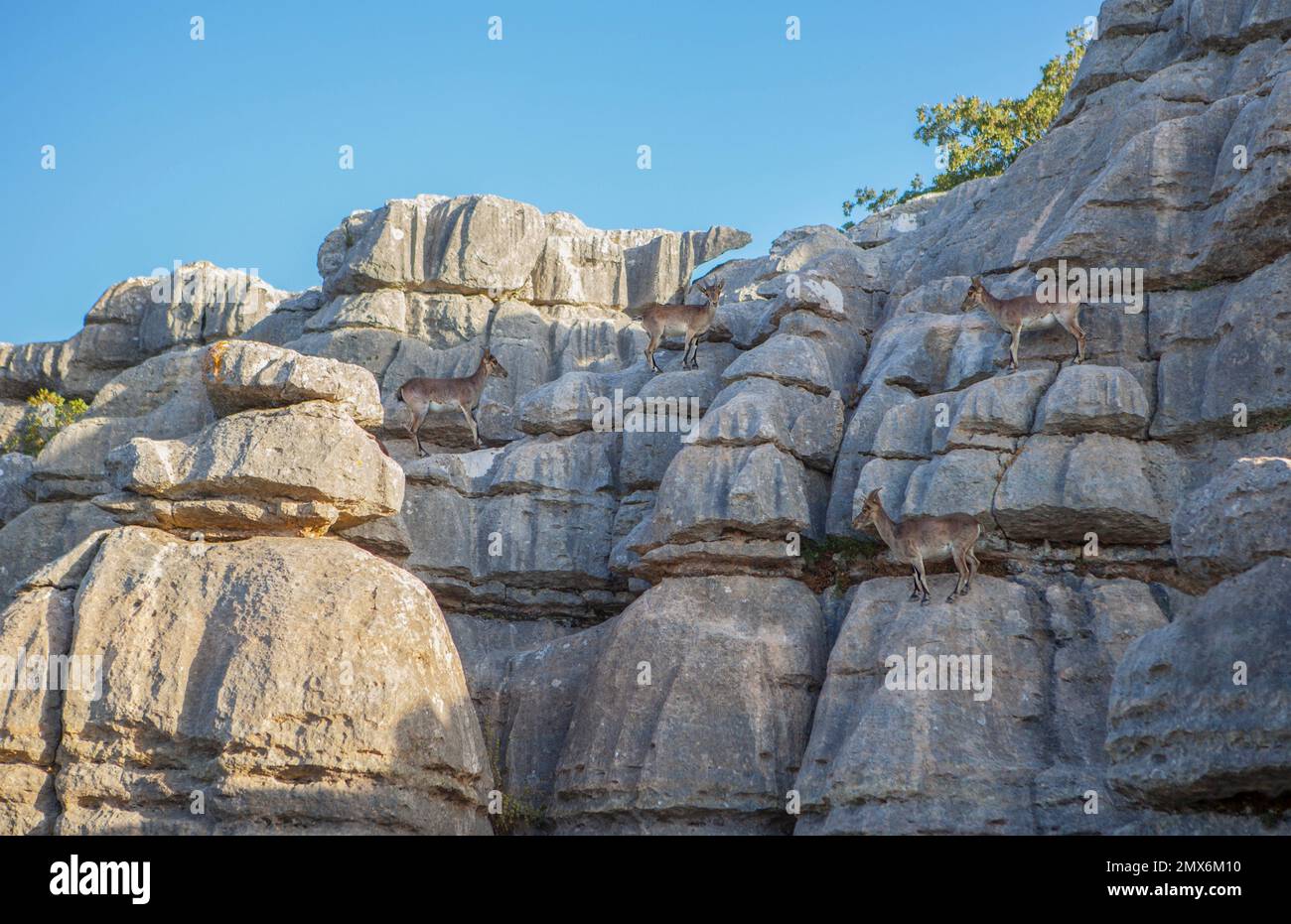 Capre selvatiche sulle rocce del Parco Nazionale la Sierra del Torcal de Antequera, Malaga, Spagna. Foto Stock