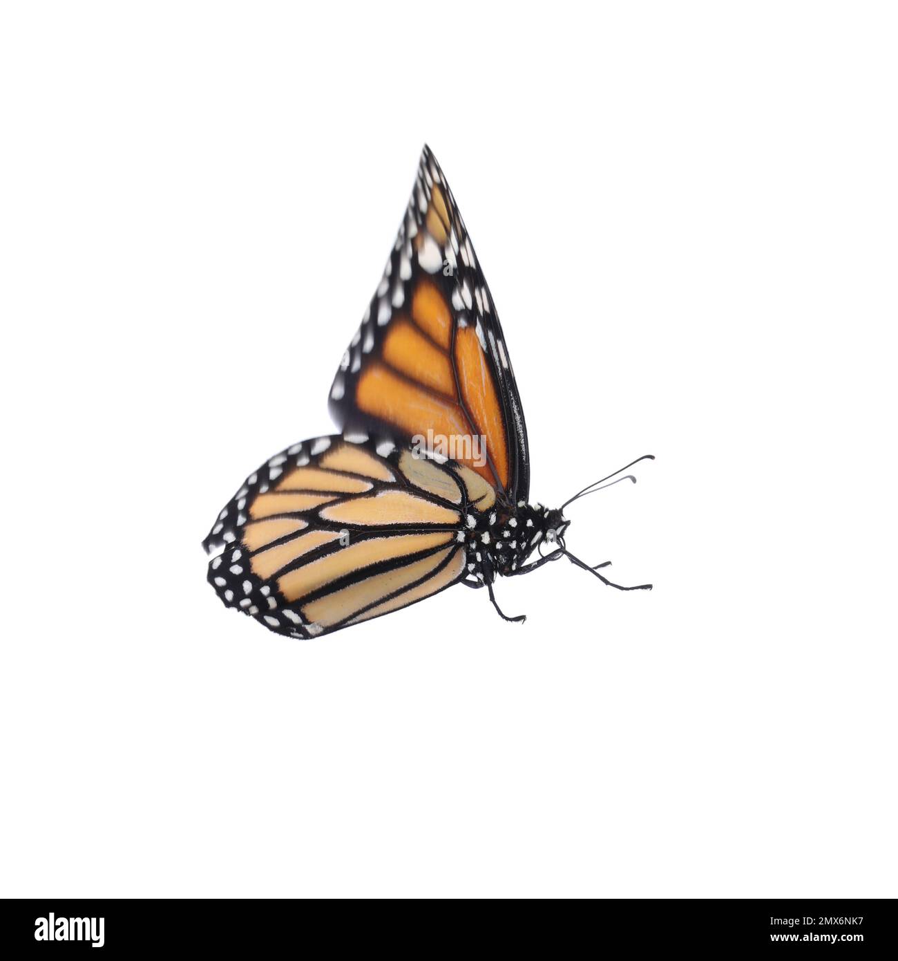 Bella fragile farfalla monarca isolato su bianco Foto Stock