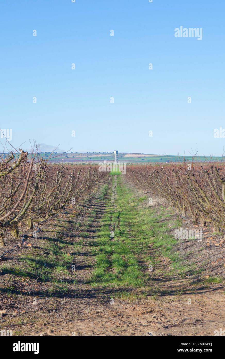 Piantagione di alberi da frutto in inverno. Campo irrigato con sistema di gocciolamento con serbatoio dell'acqua sul fondo. Foto Stock
