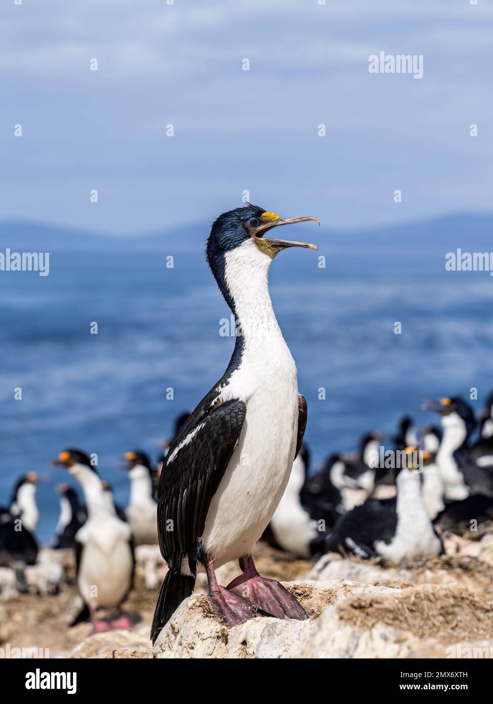 Colonia cormorana imperiale sull'isola delle carcasse nelle Falkland Foto Stock