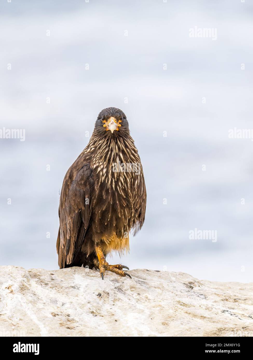 Caracara striata in una colonia cormorana imperiale sull'isola delle carcasse nelle Falkland Foto Stock