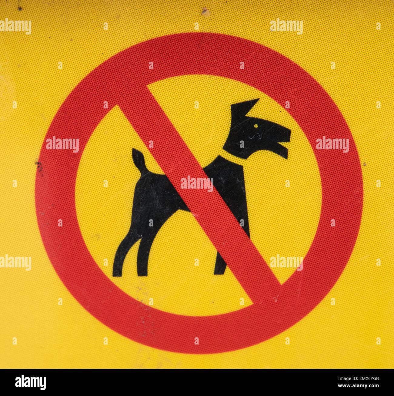 un cartello che dice no dogs rosso nero e giallo segnaletica stradale. cani non ammessi. Malmkoping, svezia Foto Stock