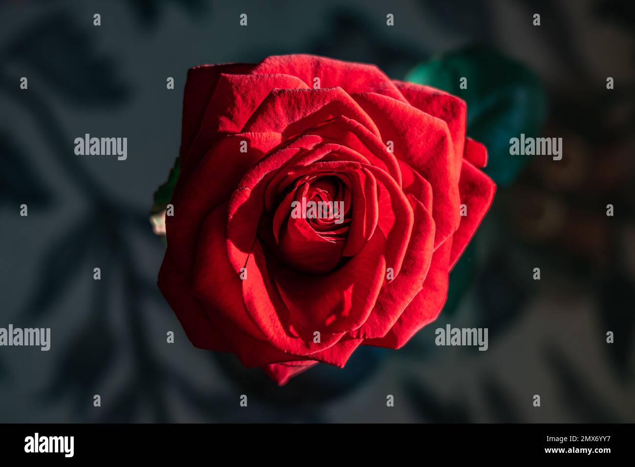 Rosa vista dall'alto immagini e fotografie stock ad alta risoluzione - Alamy