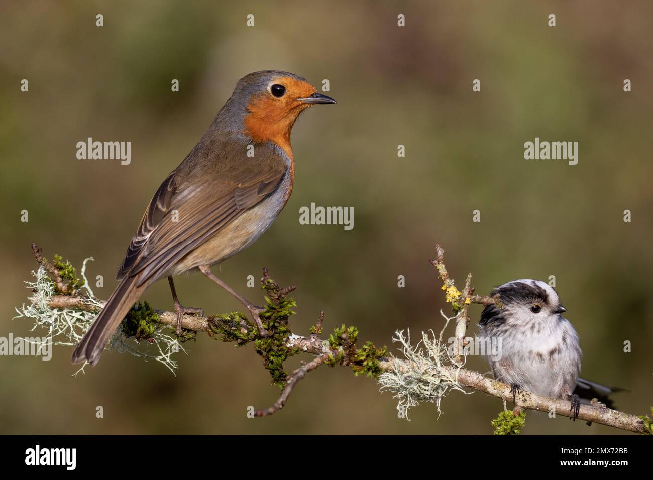 Robin (Europa) Foto Stock