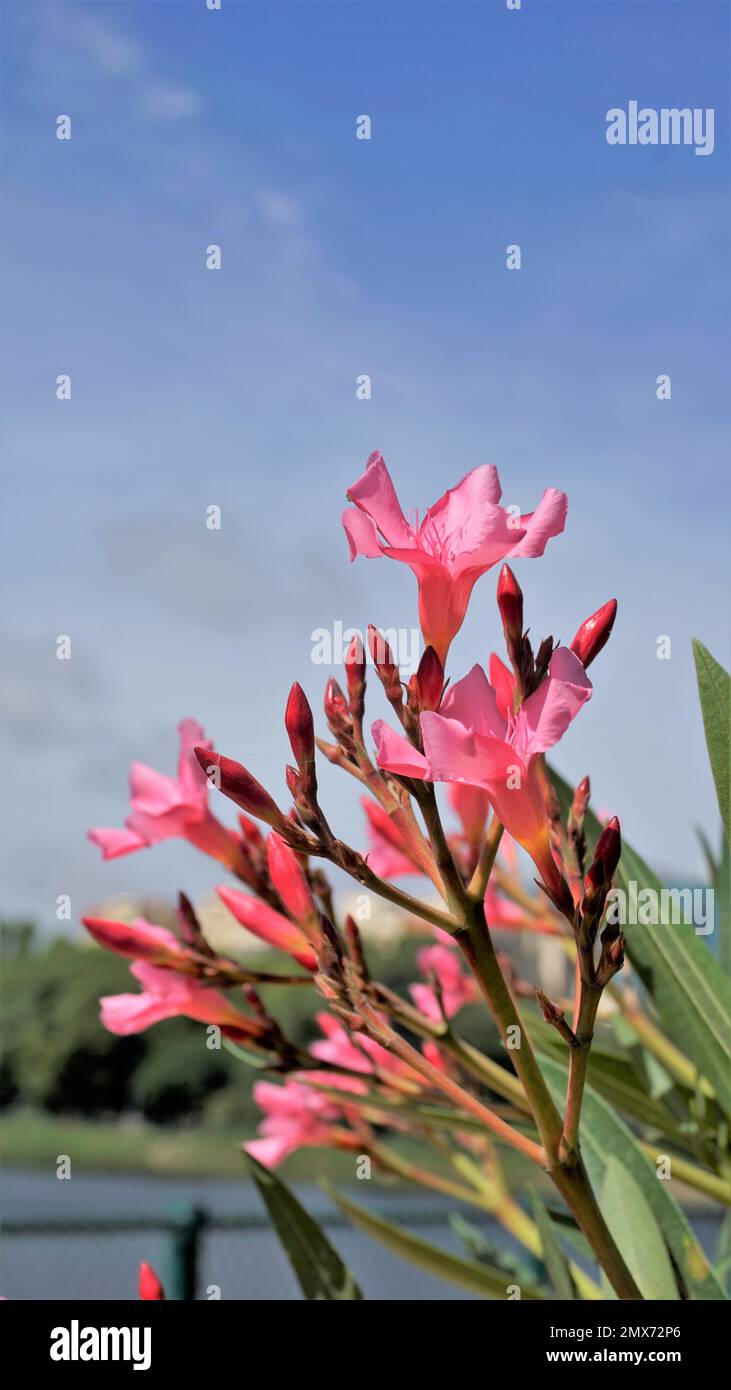Fiori di oleandro di Nerium anche conosciuto come Rose alloro, adelfa blanca ecc Piante decorative o ornamentali coltivate in giardini. Foto Stock