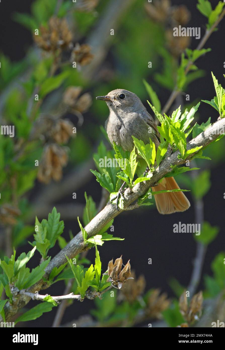 Red Redstart nero (Phoenicurus ochruros gibraltariensis) femmina adulta arroccata sul ramo Ungheria Maggio Foto Stock