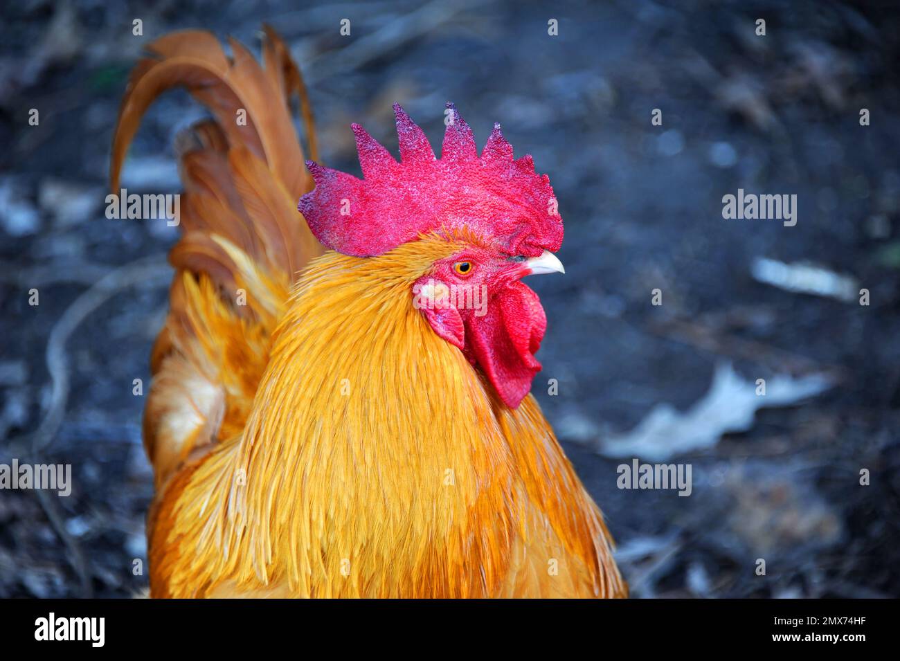 Il primo piano mostra il pettine rosso su questo gallo rosso. Si guarda lateralmente. Foto Stock