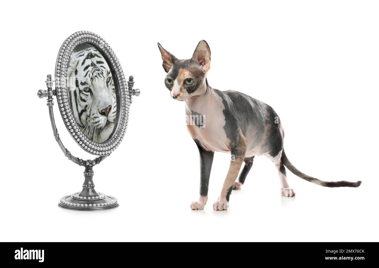 Gatto e specchio con riflesso della tigre bengala su sfondo bianco Foto Stock