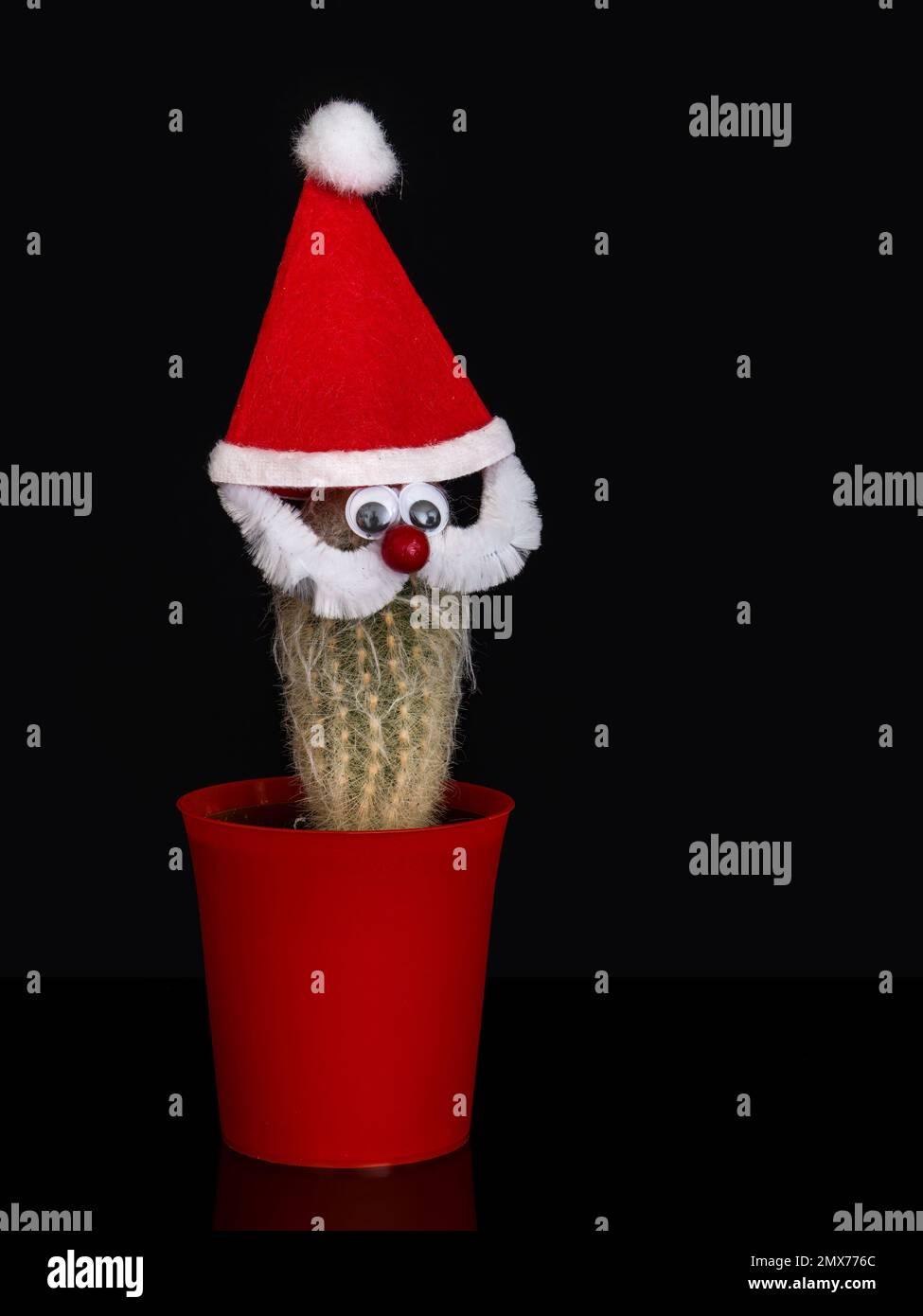 Santa cactus. Peloso succulento con babbo natale viso e cappello. Foto Stock