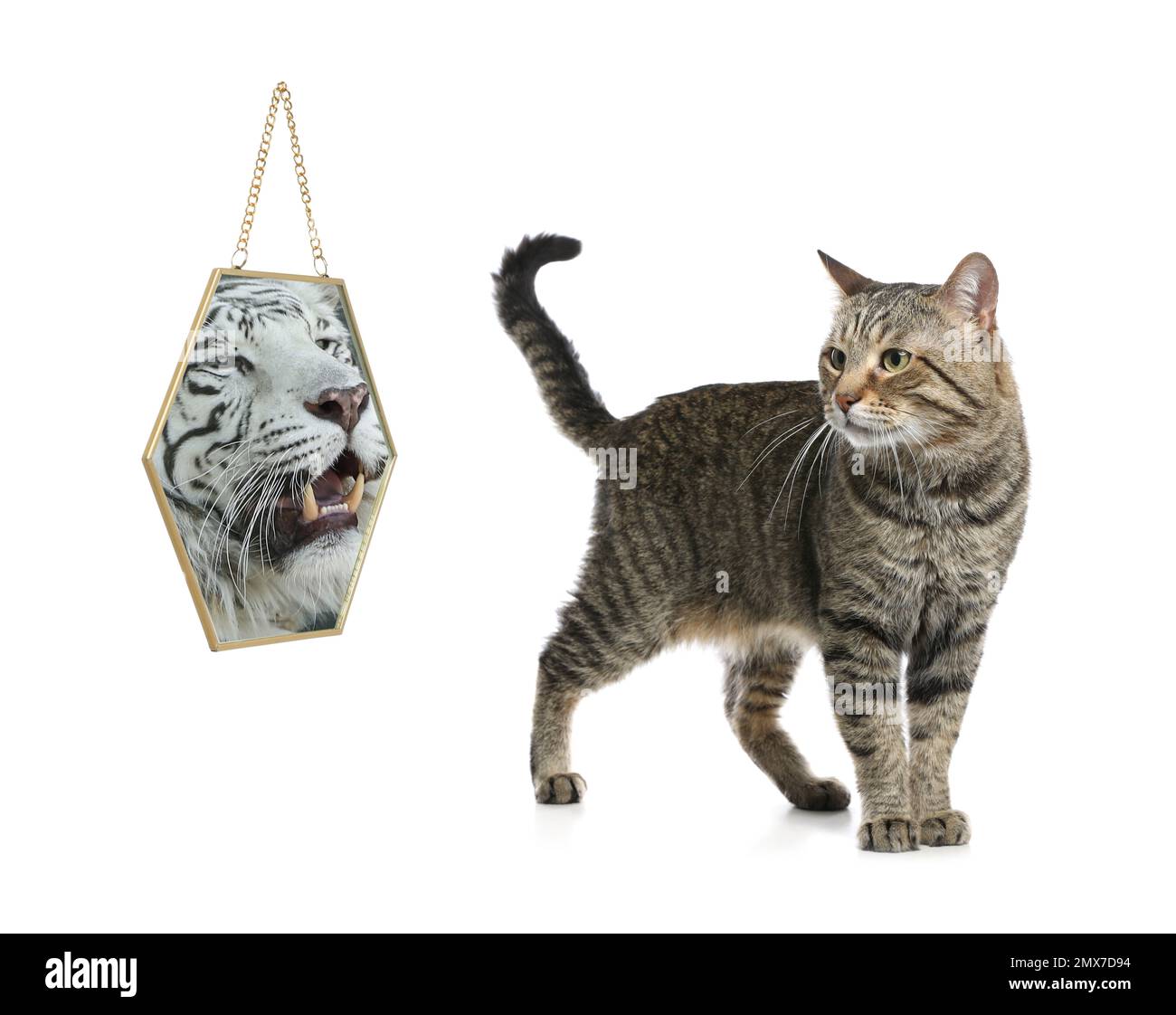Gatto e specchio con riflesso della tigre bengala su sfondo bianco Foto Stock