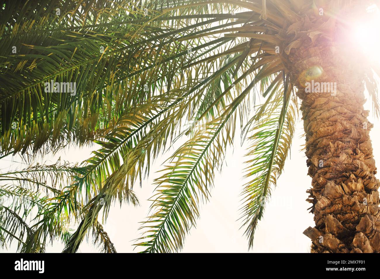 Bella palma tropicale all'aperto nelle giornate di sole Foto Stock