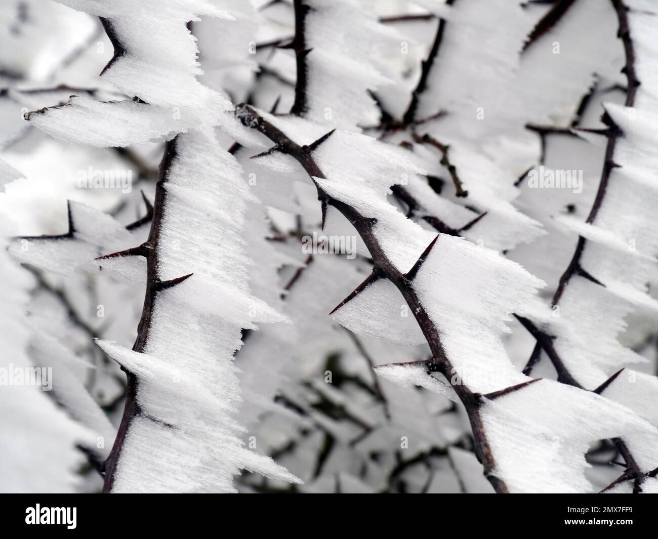 Neve sul cespuglio della spina Foto Stock