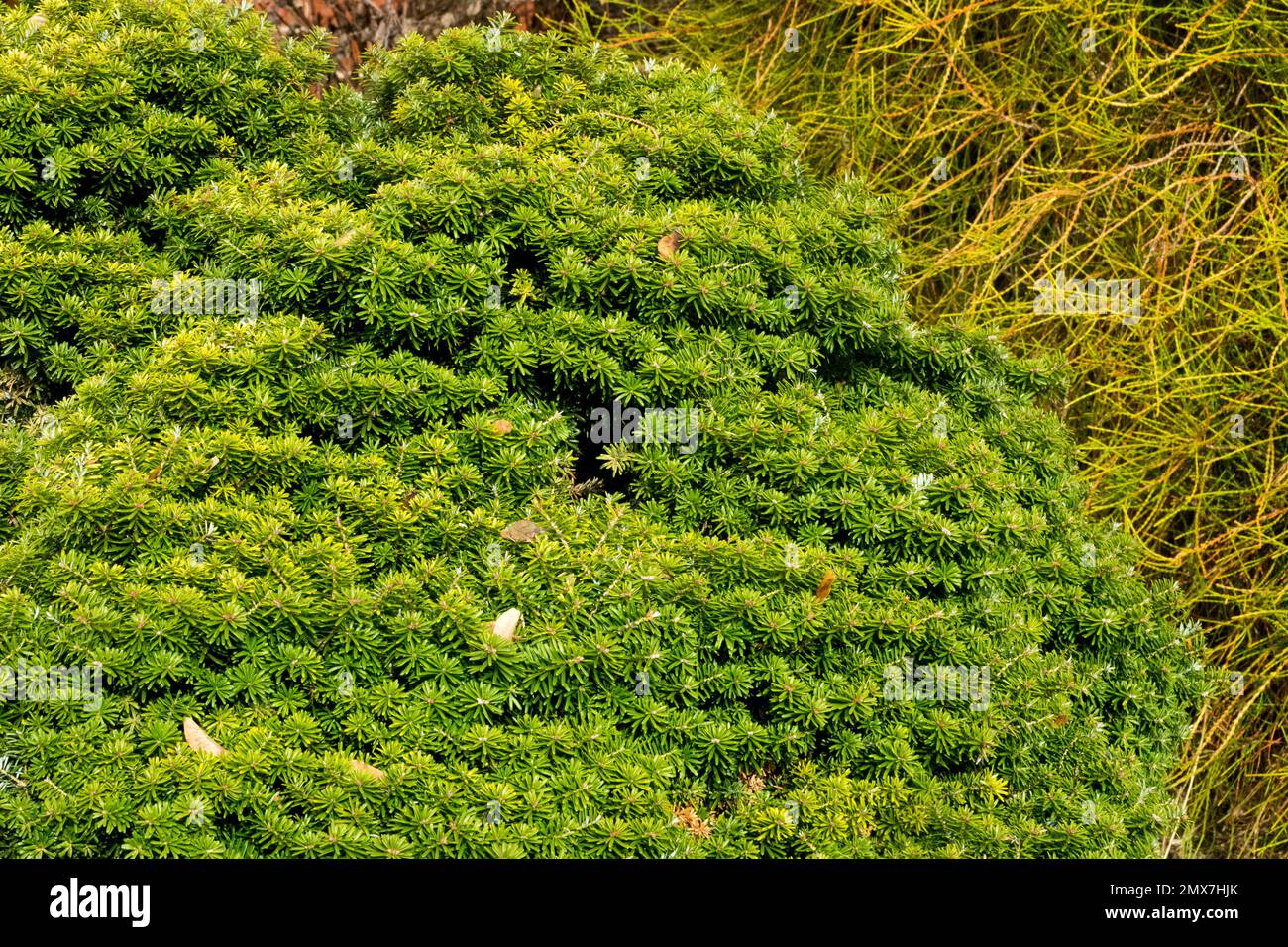 Abete Coreano, Abies koreana CIS, Giardino Foto Stock