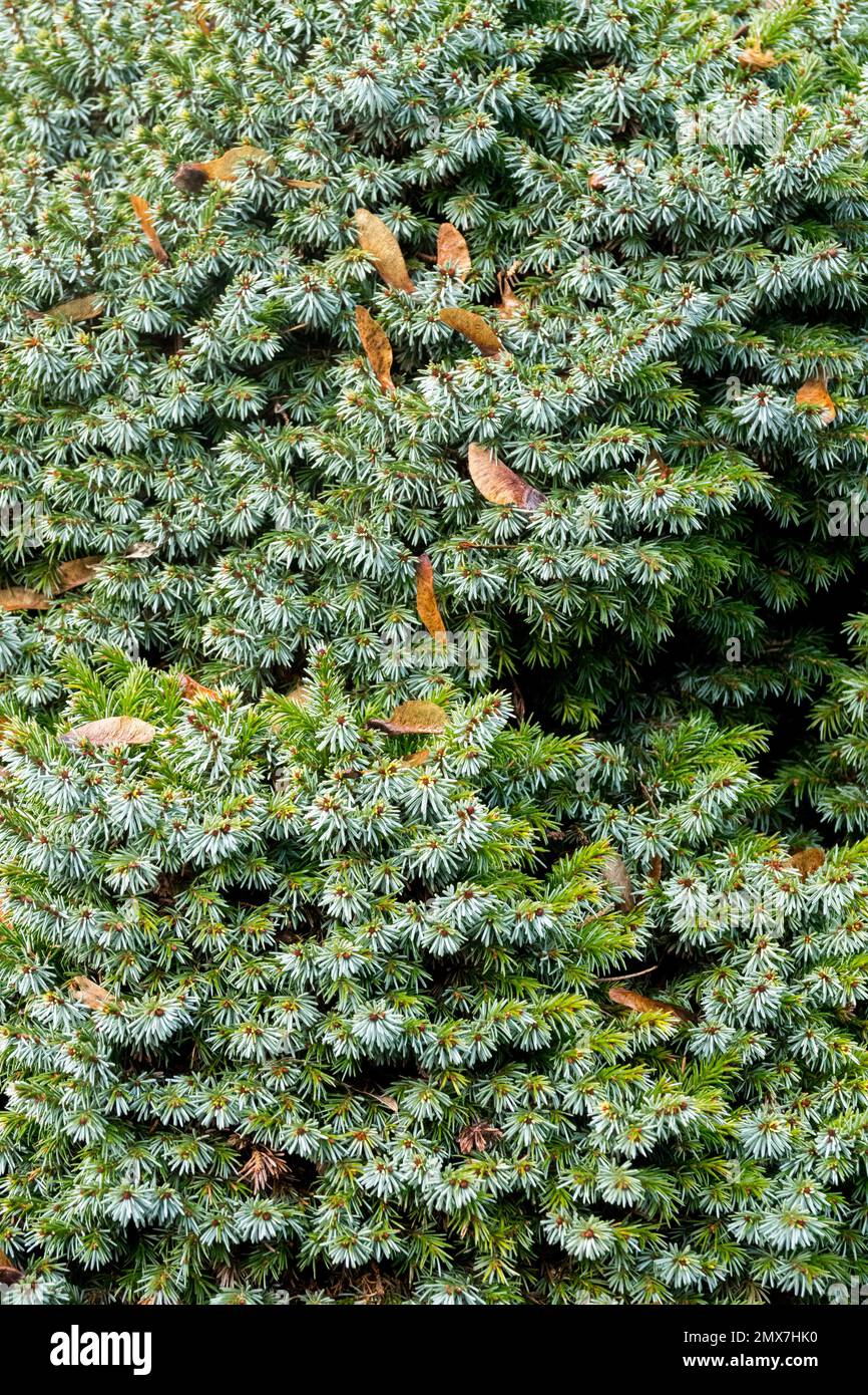 Abete rosso Serbo, Giardino, Conifer, albero, Picea omorika Pimoko Foto Stock