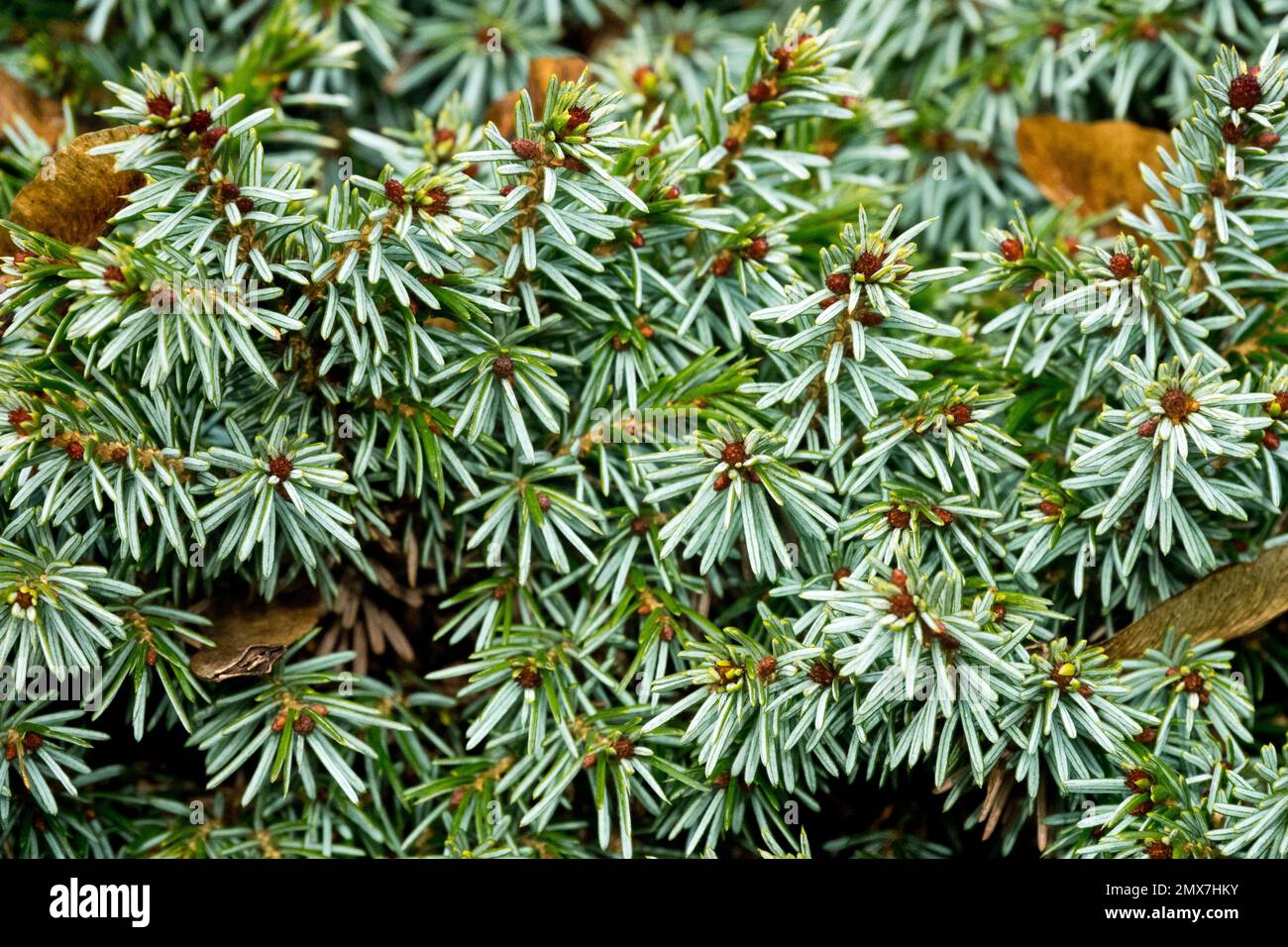Serbo Spruce, Picea omorika Pimoko, primo piano, aghi Foto Stock