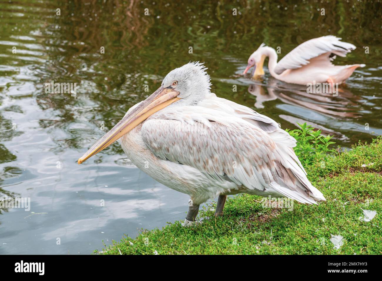 Un Pelecanidae pellicano si trova sul bordo dell'acqua nel Lago Tisza Eco Center, Poroszló, Ungheria Foto Stock