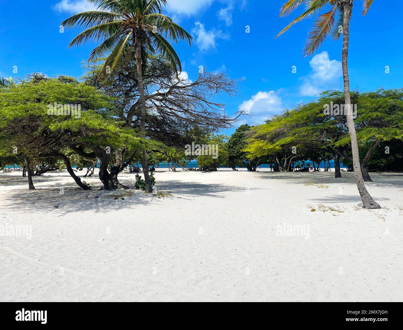 Alberi di palma e Divi sulla spiaggia, Eagle Beach, Aruba. Foto Stock