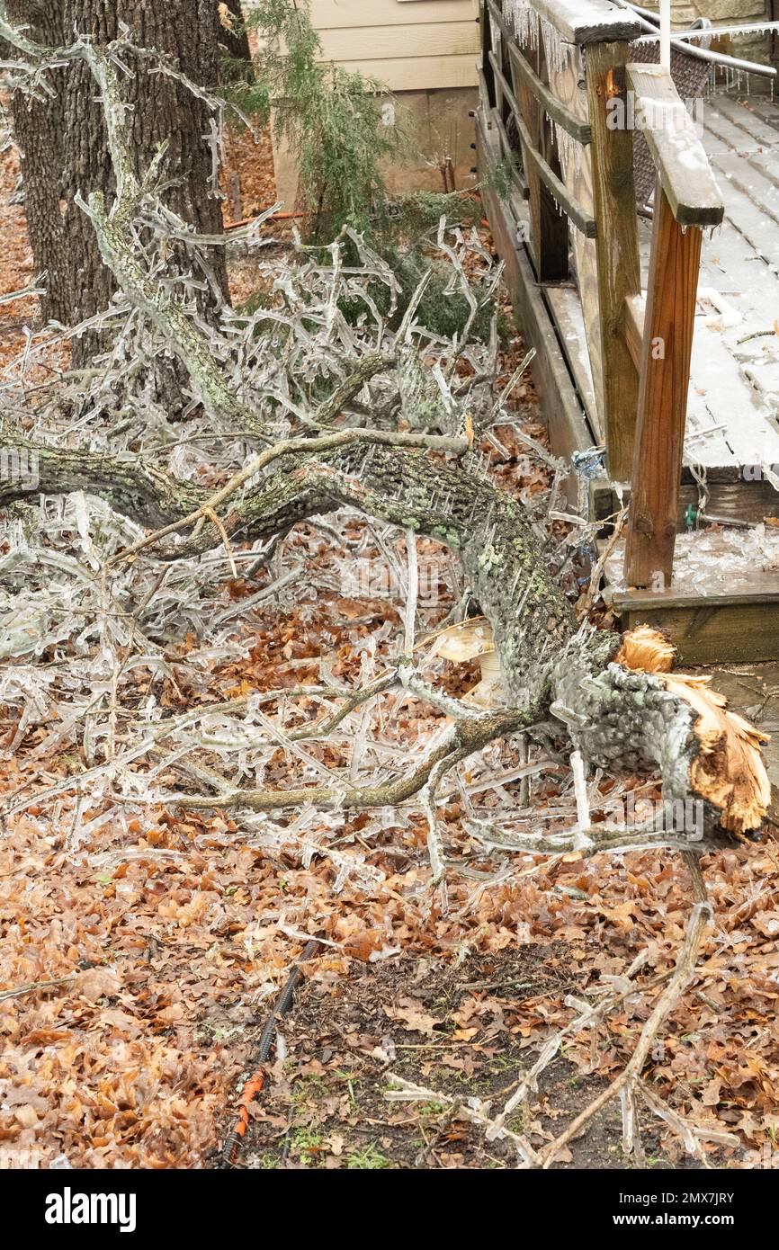 Georgetown, Texas USA, febbraio 2023 - alberi spezzati e vegetazione a causa della tempesta di ghiaccio invernale nel Texas centrale Foto Stock