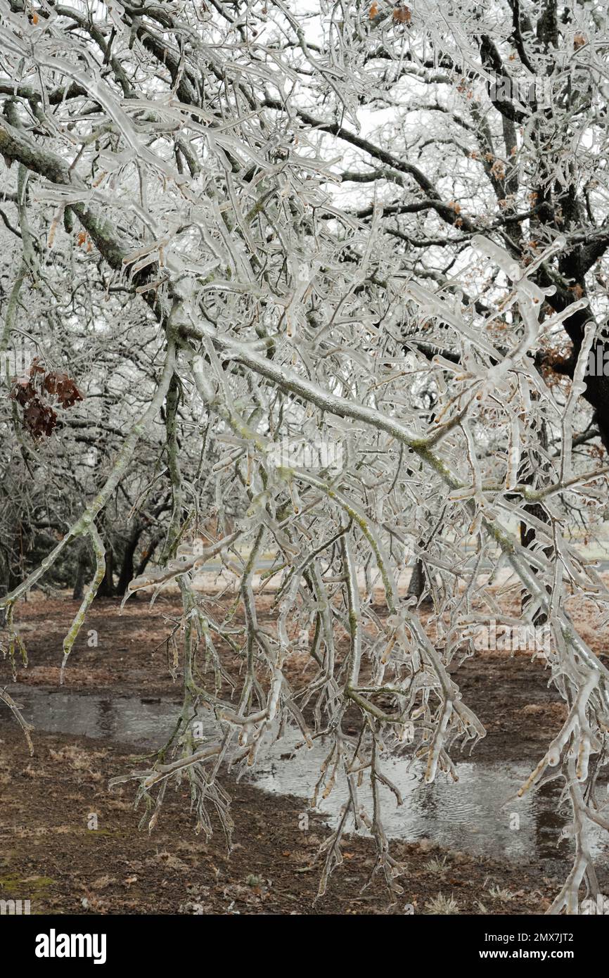 Georgetown, Texas USA , febbraio 2023 - alberi spezzati e vegetazione a causa della tempesta di ghiaccio invernale nel Texas centrale Foto Stock