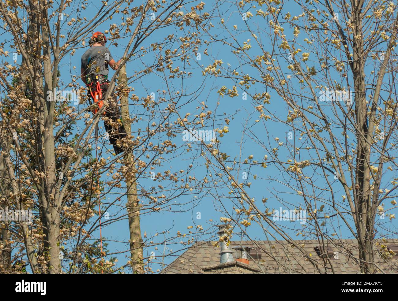 I riparatori stanno estraendo nuovi cavi di comunicazione invece di quelli rotti da un temporale Foto Stock