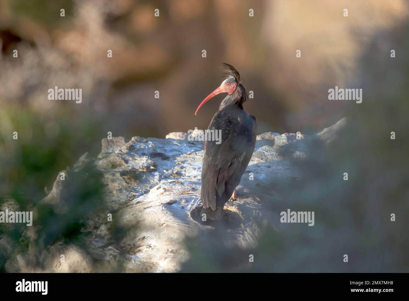 Northern Bald Ibis (Geronticus eremita) adagiato sul bordo di una scogliera sulla costa atlantica marocchina. Tamri, Agadir Ida-Outanane, Souss-massa, Morocc Foto Stock