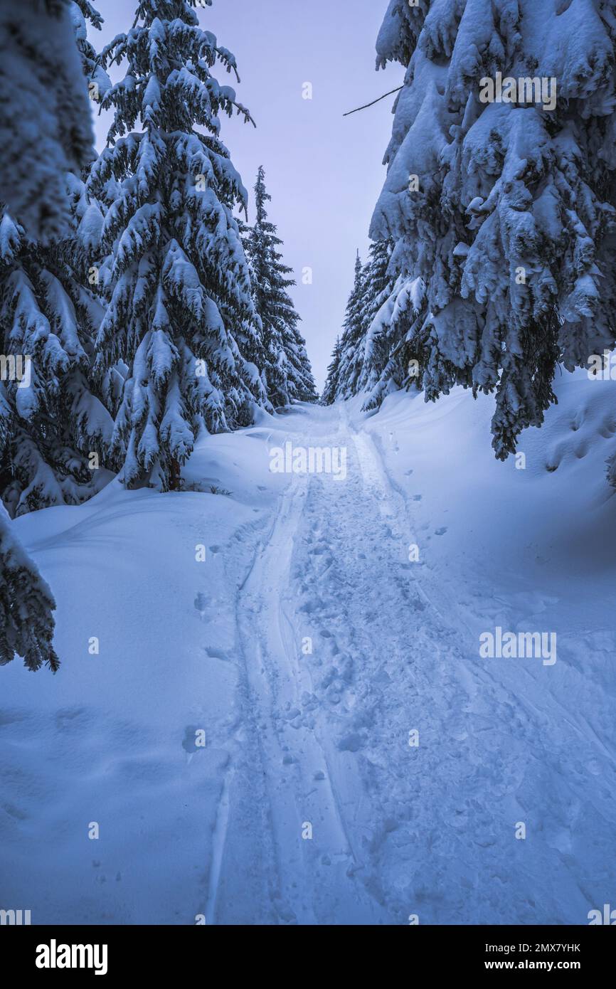 Magico scenario invernale con alberi ghiacciati ricoperti di neve bianca. Atmosfera da fantasia all'alba sulle montagne della Boemia. Foto Stock