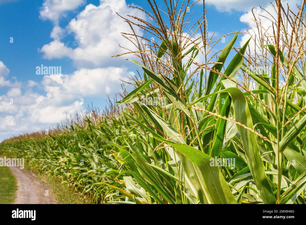 Paesaggio rurale - campo di mais nella soleggiata calda giornata estiva Foto Stock