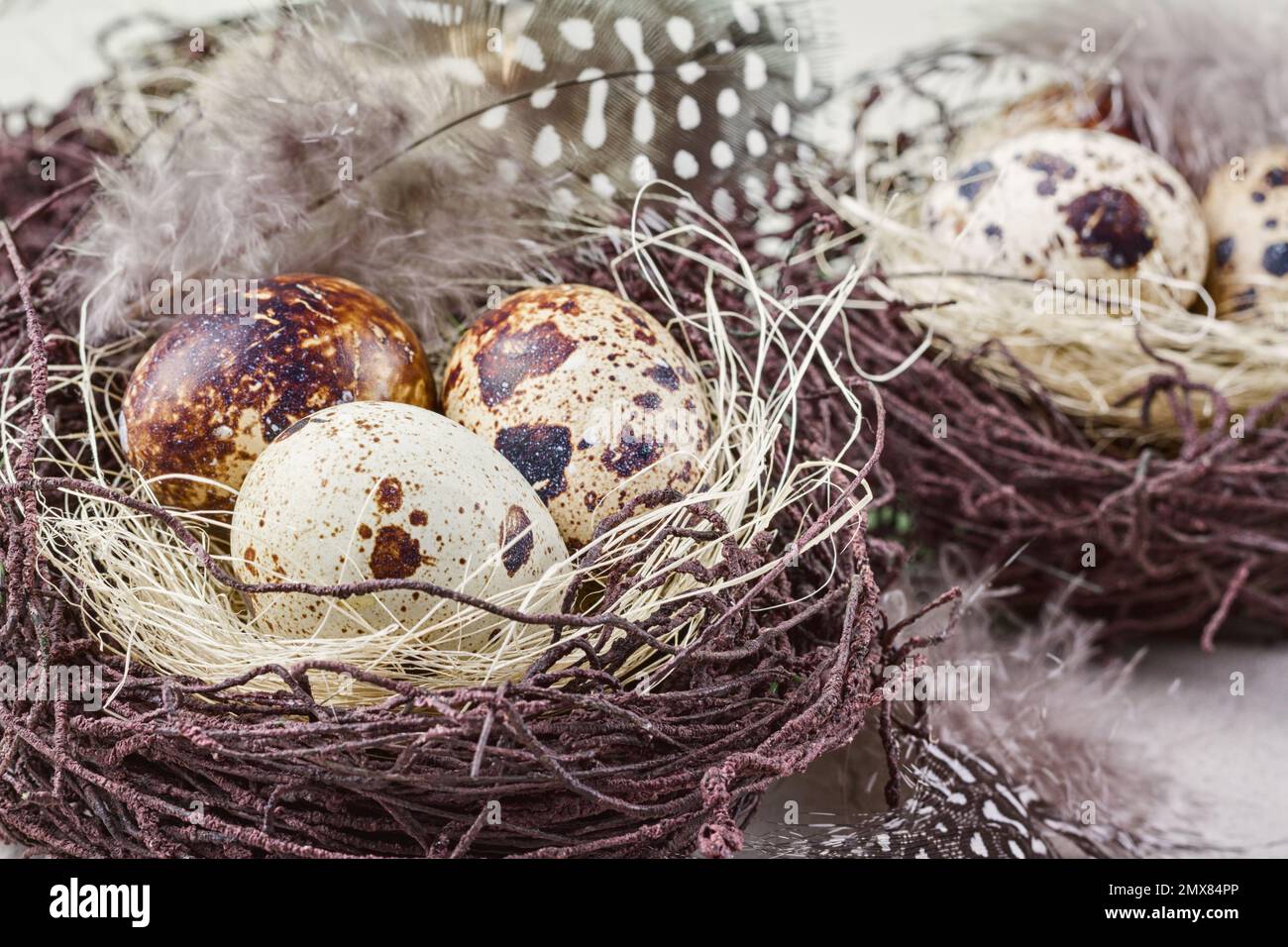 Rustic still life - uova di quaglia in nido su una superficie di cemento ruvida, primo piano con il posto per il testo, stile di Pasqua Foto Stock