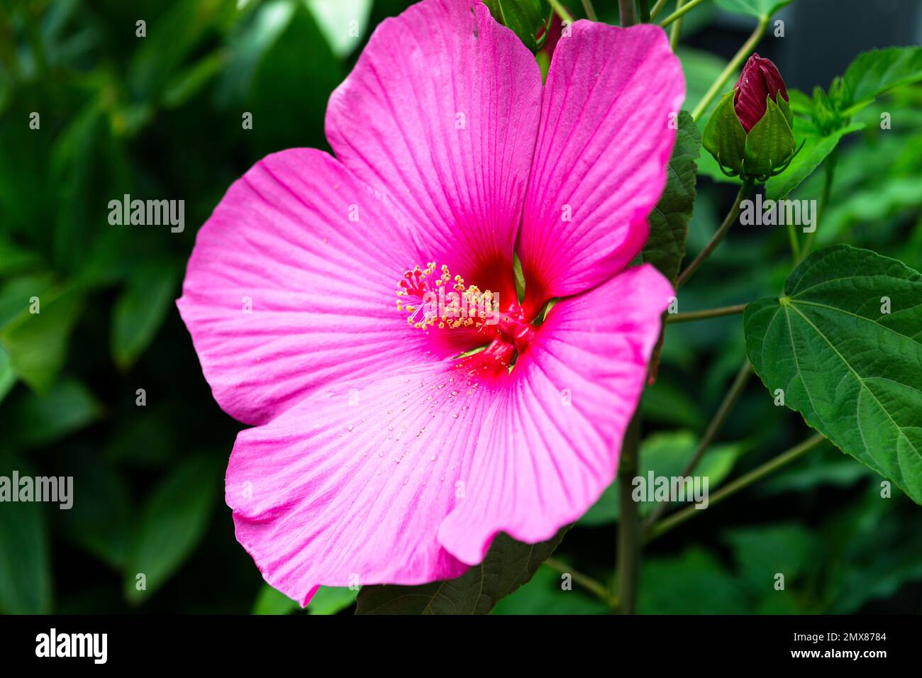 La foto mostra una foto laterale di un fiore clematis rosa di giorno Foto Stock